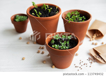 Pots with various vegetables seedlings. 113749432