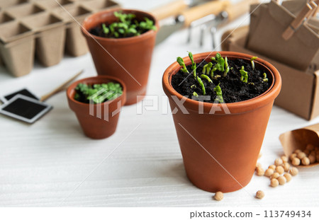 Pots with various vegetables seedlings. 113749434