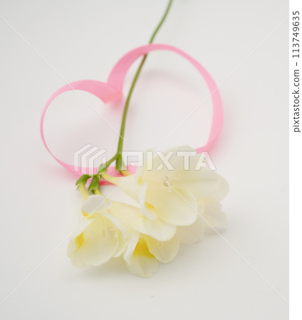 鳶尾科 鳶尾科 113749635