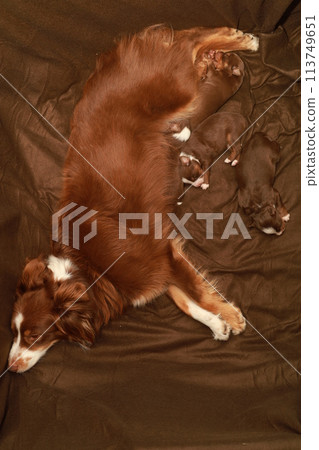 A brown dog is laying on a couch with three puppies A brown dog is laying on a couch with three puppies 113749651