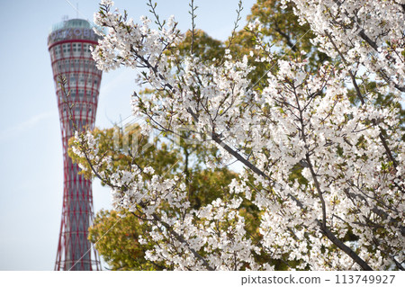 Kobe Meriken Park Port Tower and Sakura 113749927