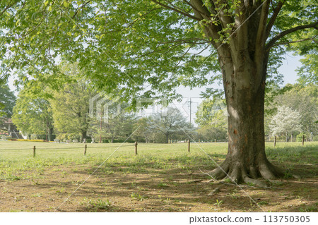 埼玉縣【知古山公園】樹蔭下的草坪廣場 113750305