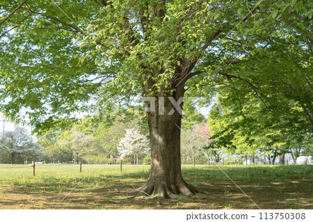 Saitama Prefecture [Chikozan Park] A beautifully shaped tree with a lawn in the background 113750308