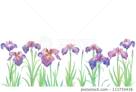 用水彩畫的鳶尾花插圖 113750436