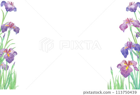 用水彩畫的鳶尾花插圖 113750439