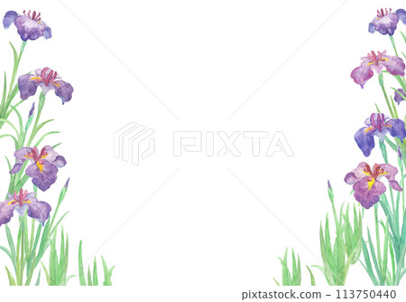 用水彩畫的鳶尾花插圖 113750440