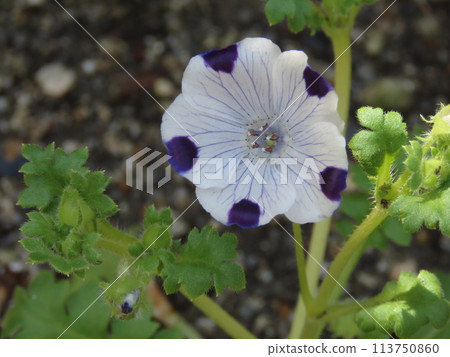 White and purple Nemophila maculata flowers blooming in a flowerbed 113750860