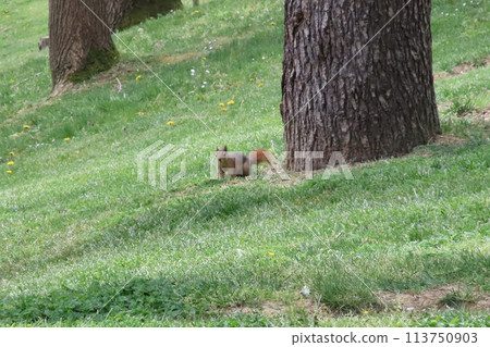 Squirrel in the park on a sunny day. Wild animal.Squirrel on the grass in the park in the spring time.Squirrel in the park on green grass with trees in the background. Squirrel in the park. Squirrel in the park on a sunny day. Wild animal.Squirrel on the grass in the park in the spring time.Squirrel in the park on green grass with trees in the background. Squirrel in the park. 113750903