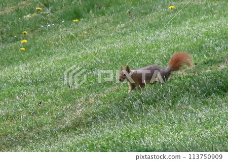 Squirrel in the park on a sunny day. Wild animal.Squirrel on the grass in the park in the spring time.Squirrel in the park on green grass with trees in the background. Squirrel in the park.  113750909