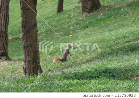 Squirrel in the park on a sunny day. Wild animal.Squirrel on the grass in the park in the spring time.Squirrel in the park on green grass with trees in the background. Squirrel in the park.  113750928