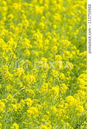 A field of rape blossoms in Aoshima, Tottori Prefecture A field of rape blossoms in Aoshima, Tottori Prefecture 113750988