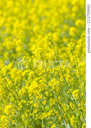 A field of rape blossoms in Aoshima, Tottori Prefecture A field of rape blossoms in Aoshima, Tottori Prefecture 113750992