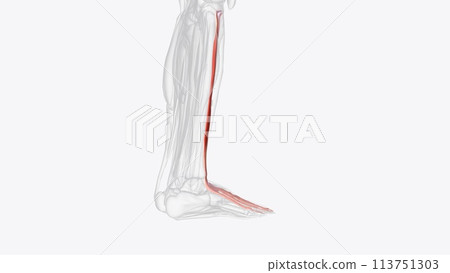 The extensor digitorum longus (EDL) is 1 of 4 muscles in the anterior compartment of the lower leg The extensor digitorum longus (EDL) is 1 of 4 muscles in the anterior compartment of the lower leg 113751303