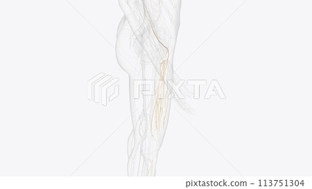 femoral nerve and branches 3d femoral nerve and branches 3d 113751304