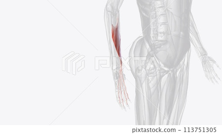 The flexor digitorum superficialis flexes the middle phalanges of the medial four digits at the proximal interphalangeal joints The flexor digitorum superficialis flexes the middle phalanges of the medial four digits at the proximal interphalangeal joints 113751305