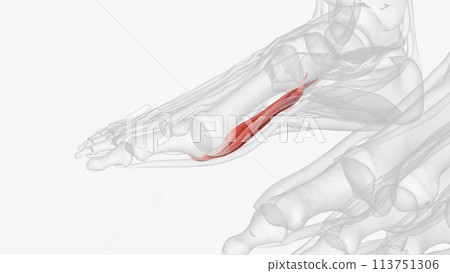The primary function of the flexor hallucis brevis is flexion of the great toe at the metatarsophalangeal joint 113751306