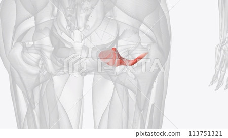 The obturator externus is a muscle of the medial compartment of the thigh 113751321