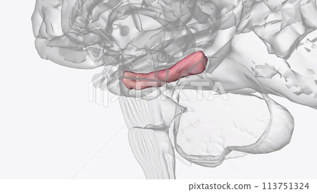 The right parahippocampal gyrus contributes to the formation and maintenance of bound information in working memory The right parahippocampal gyrus contributes to the formation and maintenance of bound information in working memory 113751324