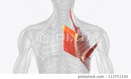 n human anatomy, the rhomboid minor is a small skeletal muscle of the back that connects the scapula to the vertebrae n human anatomy, the rhomboid minor is a small skeletal muscle of the back that connects the scapula to the vertebrae 113751330
