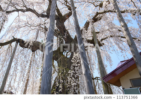 The elegant "Furisode Sakura" in full bloom in Yamagata Prefecture 113751366