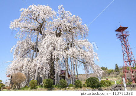 The elegant "Gongendo Weeping Cherry Blossoms" in Yamagata Prefecture 113751388