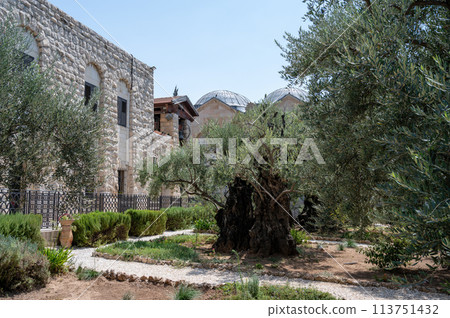 Gethsemane olive orchard. Garden of Gethsemane, Jerusalem, Israel. 113751432