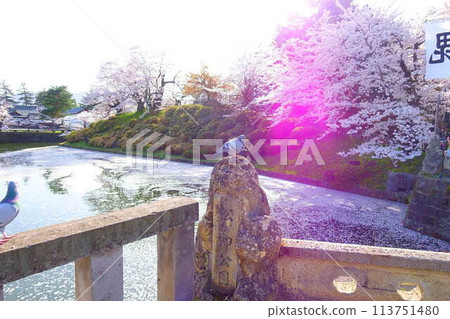 Cherry blossoms in full bloom, Hanaikada, Matsugasaki Park, Sakura, Yoshino cherry blossoms Cherry blossoms in full bloom, Hanaikada, Matsugasaki Park, Sakura, Yoshino cherry blossoms 113751480