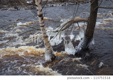 Ice is water in a solid state of aggregation. Ice icicles and stalactites on tree branches near the water. Spring flood. water forms crystals of one crystalline modification - the hexagonal system Ice is water in a solid state of aggregation. Ice icicles and stalactites on tree branches near the water. Spring flood. water forms crystals of one crystalline modification - the hexagonal system 113751518