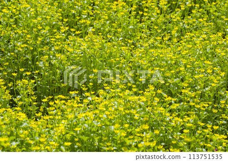 A field of small yellow flowers, the thorny foxglove A field of small yellow flowers, the thorny foxglove 113751535