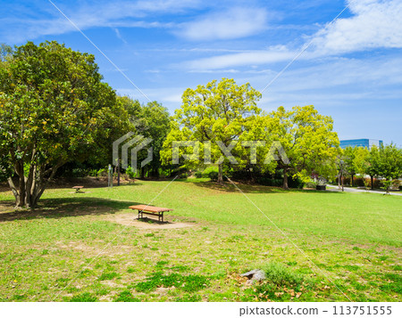 Suburban residential area, fresh green park 113751555