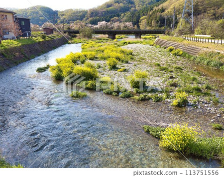 Rape blossoms and cherry blossoms on an unnamed river 113751556