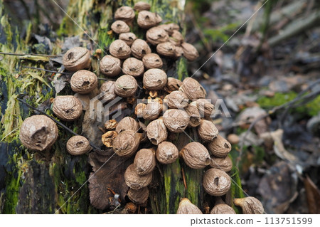 Bovista is a genus of fungi commonly known as the true puffballs, order Lycoperdales, The species of Bovista are now placed in the family Agaricaceae of the order Agaricales. Homeopathic preparations 113751599