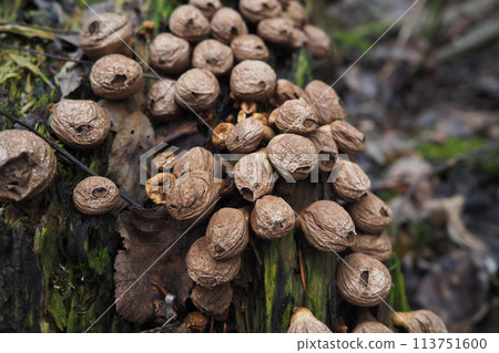 Bovista is a genus of fungi commonly known as the true puffballs, order Lycoperdales, The species of Bovista are now placed in the family Agaricaceae of the order Agaricales. Homeopathic preparations 113751600