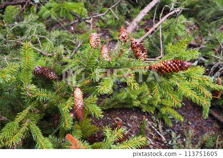 Needles and cones. Picea abies, Norway or European spruce, is a species native to Europe. Norway spruce is a large, fast-growing evergreen coniferous tree. Coniferous taiga forest in Karelia. Taiga 113751605