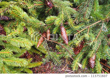 Needles and cones. Picea abies, Norway or European spruce, is a species native to Europe. Norway spruce is a large, fast-growing evergreen coniferous tree. Coniferous taiga forest in Karelia. Taiga 113751607