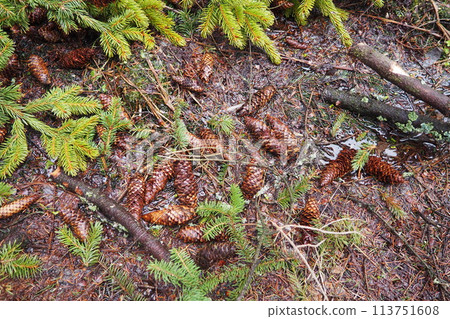 Needles and cones. Picea abies, Norway or European spruce, is a species native to Europe. Norway spruce is a large, fast-growing evergreen coniferous tree. Coniferous taiga forest in Karelia. Taiga 113751608