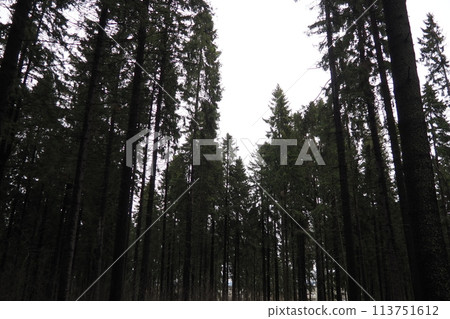 Picea abies, Norway or European spruce, is a species native to Europe. Norway spruce is a large, fast-growing evergreen coniferous tree. Coniferous taiga forest in Karelia. Gymnosperm taiga genome 113751612