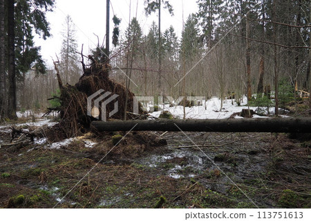 Picea abies, Norway spruce or European spruce. Fir is large, fast-growing evergreen coniferous tree. Fallen spruce with roots. Hurricanes cause maximum damage to old fir trees. Dying spruce forest 113751613