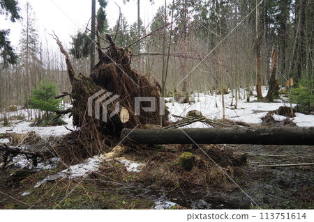 Picea abies, Norway spruce or European spruce. Fir is large, fast-growing evergreen coniferous tree. Fallen spruce with roots. Hurricanes cause maximum damage to old fir trees. Dying spruce forest 113751614