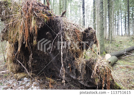 Picea abies, Norway spruce or European spruce. Fir is large, fast-growing evergreen coniferous tree. Fallen spruce with roots. Hurricanes cause maximum damage to old fir trees. Dying spruce forest 113751615