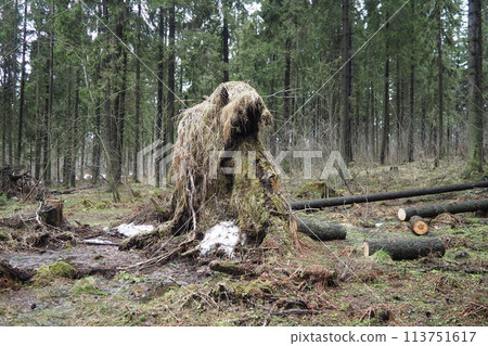 Picea abies, Norway spruce or European spruce. Fir is large, fast-growing evergreen coniferous tree. Fallen spruce with roots. Hurricanes cause maximum damage to old fir trees. Dying spruce forest Picea abies, Norway spruce or European spruce. Fir is large, fast-growing evergreen coniferous tree. Fallen spruce with roots. Hurricanes cause maximum damage to old fir trees. Dying spruce forest 113751617