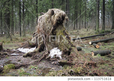 Picea abies, Norway spruce or European spruce. Fir is large, fast-growing evergreen coniferous tree. Fallen spruce with roots. Hurricanes cause maximum damage to old fir trees. Dying spruce forest 113751618