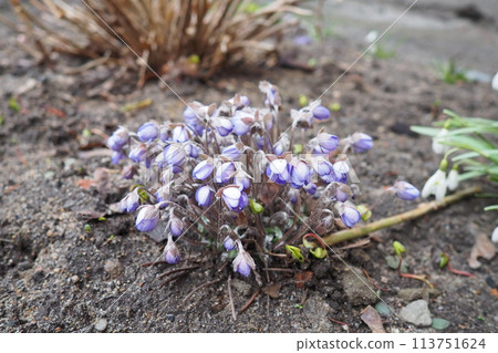 Hepatica, liverleaf or liverwort is a genus of herbaceous perennials in the buttercup family. Bisexual flowers with pink, purple, blue, or white sepals and three green bracts, hairy stems. Springtime Hepatica, liverleaf or liverwort is a genus of herbaceous perennials in the buttercup family. Bisexual flowers with pink, purple, blue, or white sepals and three green bracts, hairy stems. Springtime 113751624