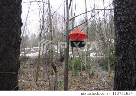 Hanging homemade feeder or platform for feeding birds and squirrels in winter and spring during hungry times. Feeders for birds and squirrels in a forest or city park. 113751634