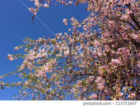 Beautiful weeping cherry blossoms at Fukuzo-in Temple (4) Beautiful weeping cherry blossoms at Fukuzo-in Temple (4) 113751697