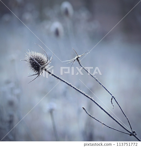 Frozen Onopordum acanthium .Frost on branches. Beautiful winter seasonal natural background. Frozen Onopordum acanthium .Frost on branches. Beautiful winter seasonal natural background. 113751772