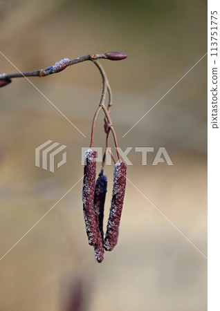 Beautiful shot of tree with berries. Colorful nature background with sun. Alnus incana - Moench. Beautiful shot of tree with berries. Colorful nature background with sun. Alnus incana - Moench. 113751775