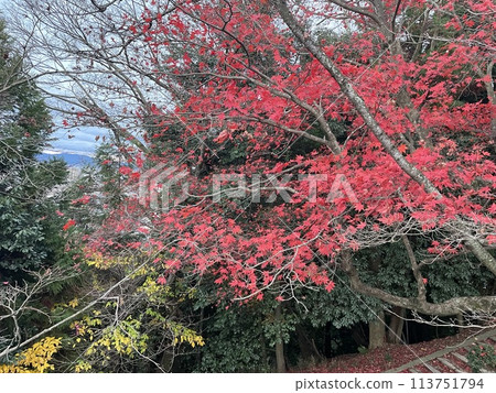 三井市的秋葉 113751794
