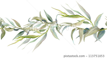Hand drawn watercolor illustration botanical green leaves. Osier ash oak acacia blackwood willow lancet eucalyptus laurel branch. Seamless banner isolated on white. Design wedding, love cards, shop 113751853