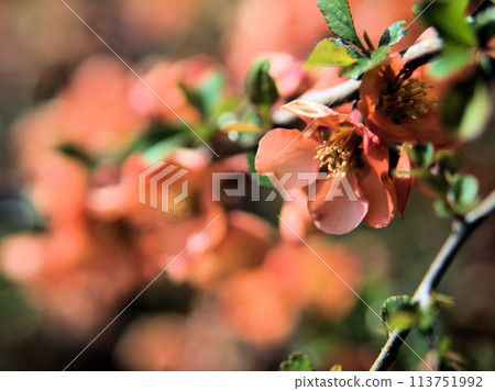 Orange-colored Japanese quince flowers blooming in April Orange-colored Japanese quince flowers blooming in April 113751992